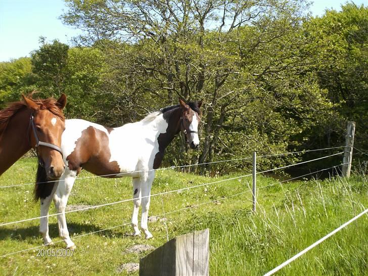 Forskellige heste - Plage der stod på gården ved siden af hvor mine heste tidligere var opstaldet billede 4