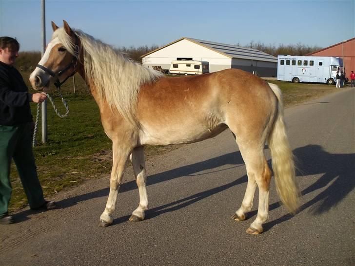 Forskellige heste - Vinnie pigen. En haflinger mine heste stod sammen med, var med til at gøre hende ryttervant. Var hende jeg røg af og brækkede højre arm. billede 5