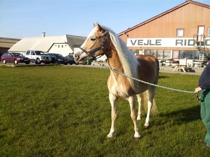 Forskellige heste - Vinne igen, taget til kåringen i foråret. billede 6