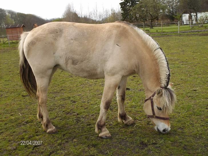 Forskellige heste - Karen, som jeg har redet fast mens Artesia gik med føl og mens hun var halt. Har redet lidt stævner på hende også. Hun er efter Sif, min gamle part og har kendt hende siden hun var et år ligesom Vinne. Rider hende dog ikke mere. billede 7