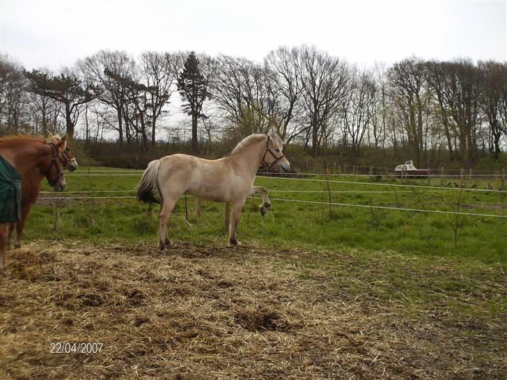 Forskellige heste - Karen skal lige vise sig over for Aslan og en frederiksborgerhoppe som hedder Lotte billede 8