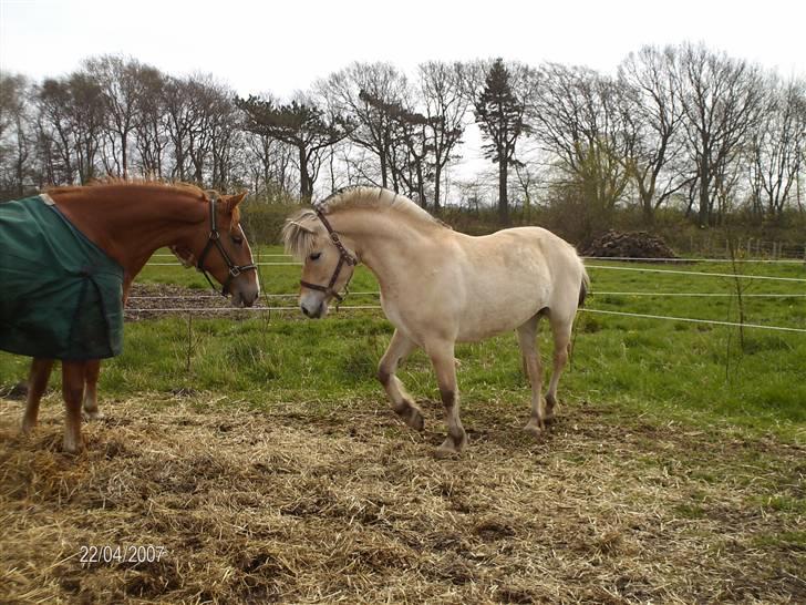 Forskellige heste - Karen og Lotte billede 9