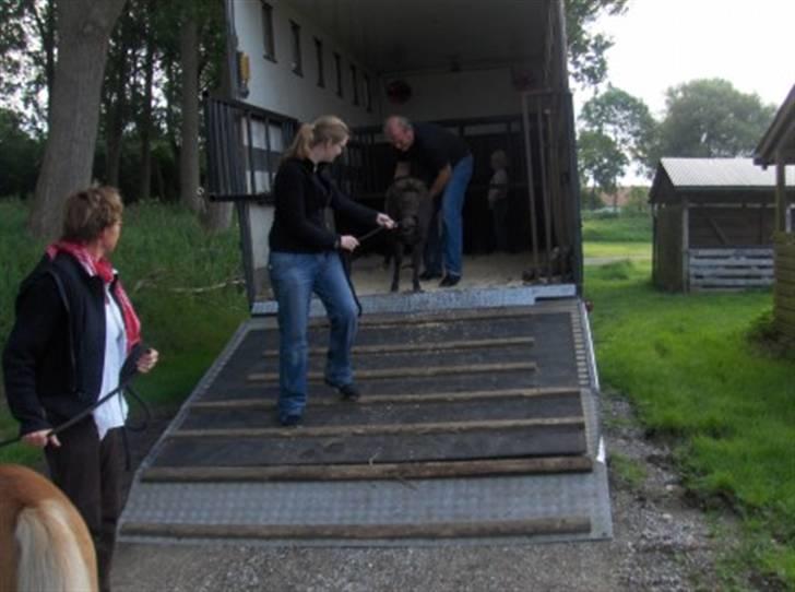 Lastbiler div. & Vores Hestetransporter billede 28