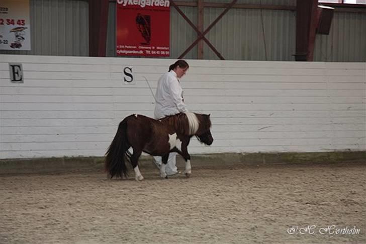 Føl og plagskue på fyn billede 1