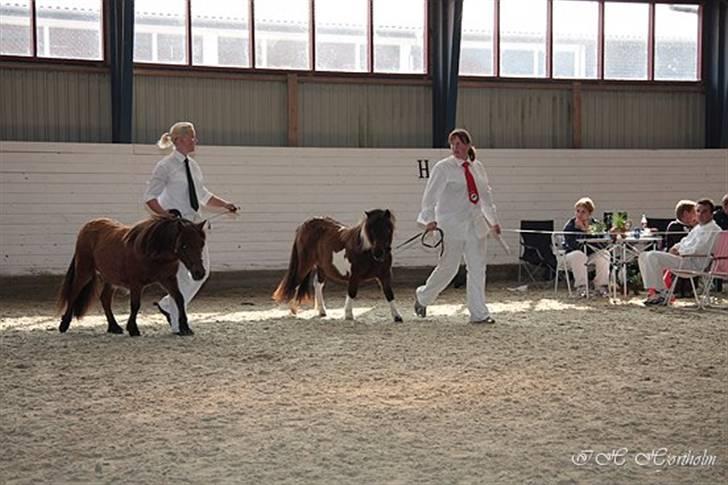 Føl og plagskue på fyn billede 2