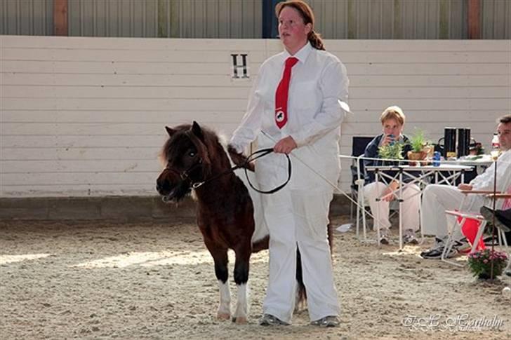 Føl og plagskue på fyn billede 3