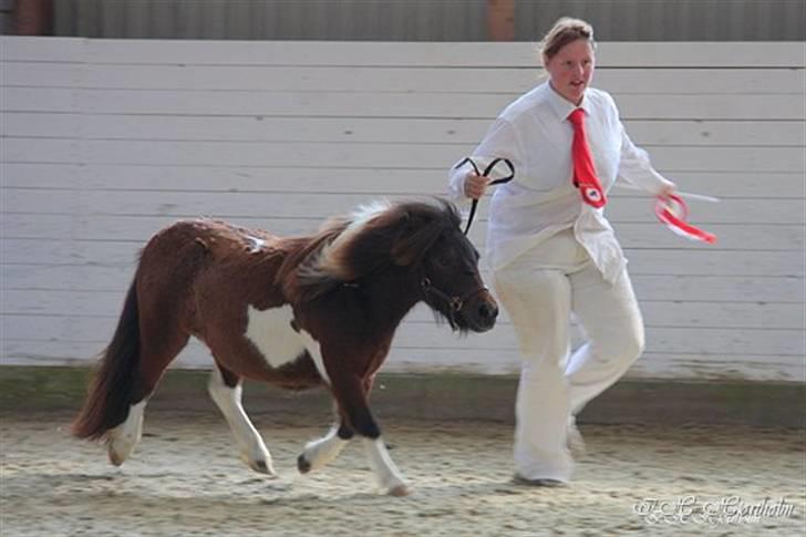 Føl og plagskue på fyn billede 4