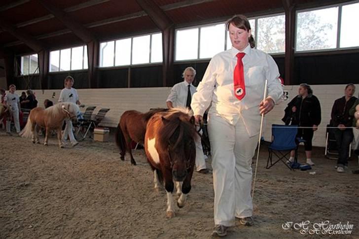 Føl og plagskue på fyn billede 5