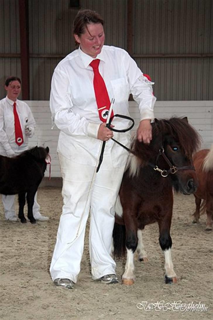 Føl og plagskue på fyn billede 9