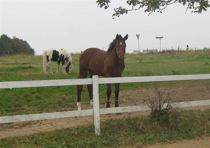 Mig og Twi - Kong Constantin... billede 6