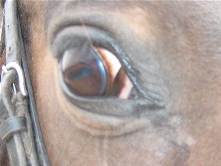 Mig og Twi - Øje... billede 10