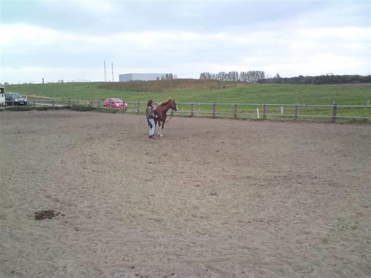 Min bedste veninde <3 - Hyggedag med Penny, efter et stykketid uden at måtte ride, lorteflaske -.- ! billede 5