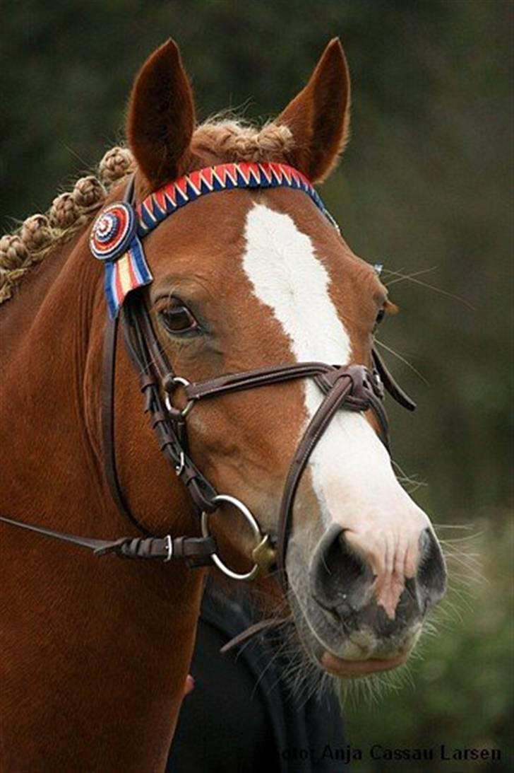 Mille Rasmussen og Tirana billede 9