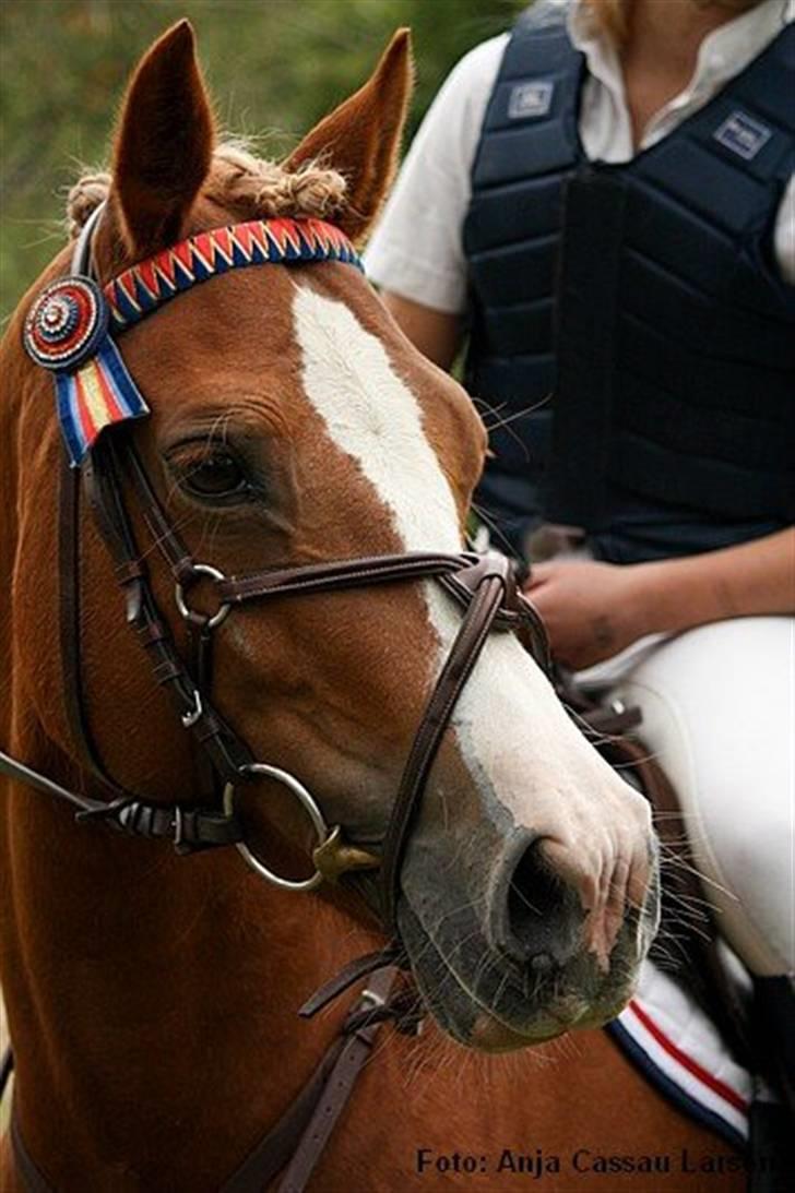 Mille Rasmussen og Tirana billede 11