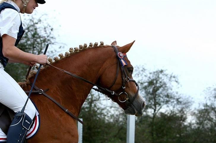 Mille Rasmussen og Tirana billede 36