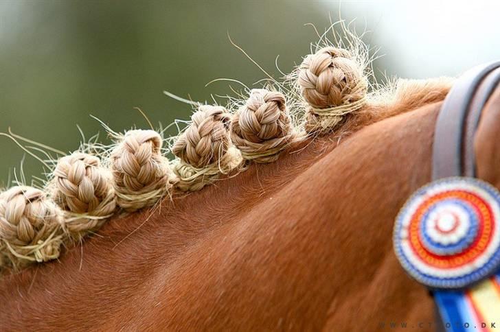 Mille Rasmussen og Tirana billede 53