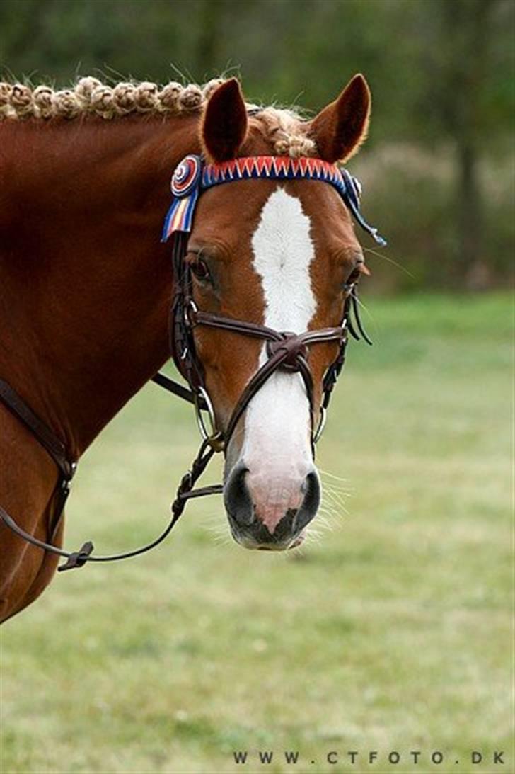 Mille Rasmussen og Tirana billede 56