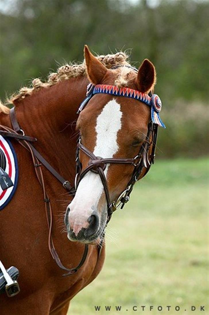 Mille Rasmussen og Tirana billede 57