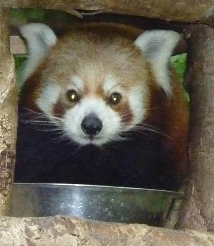 Bag om Odense Zoo - Rød Panda billede 1