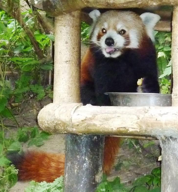 Bag om Odense Zoo - Mmmmmm Mad... Rød Panda igen billede 2