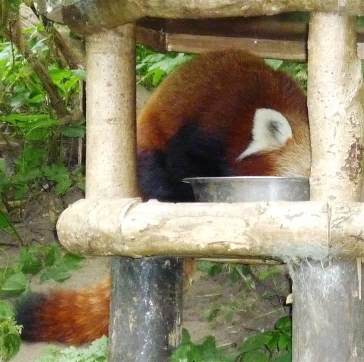 Bag om Odense Zoo - Rød Panda billede 3