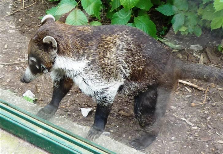 Bag om Odense Zoo - Næsebjørn billede 4