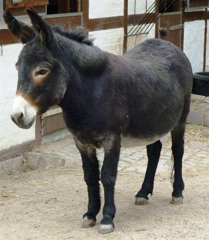 Bag om Odense Zoo - Æsel billede 5