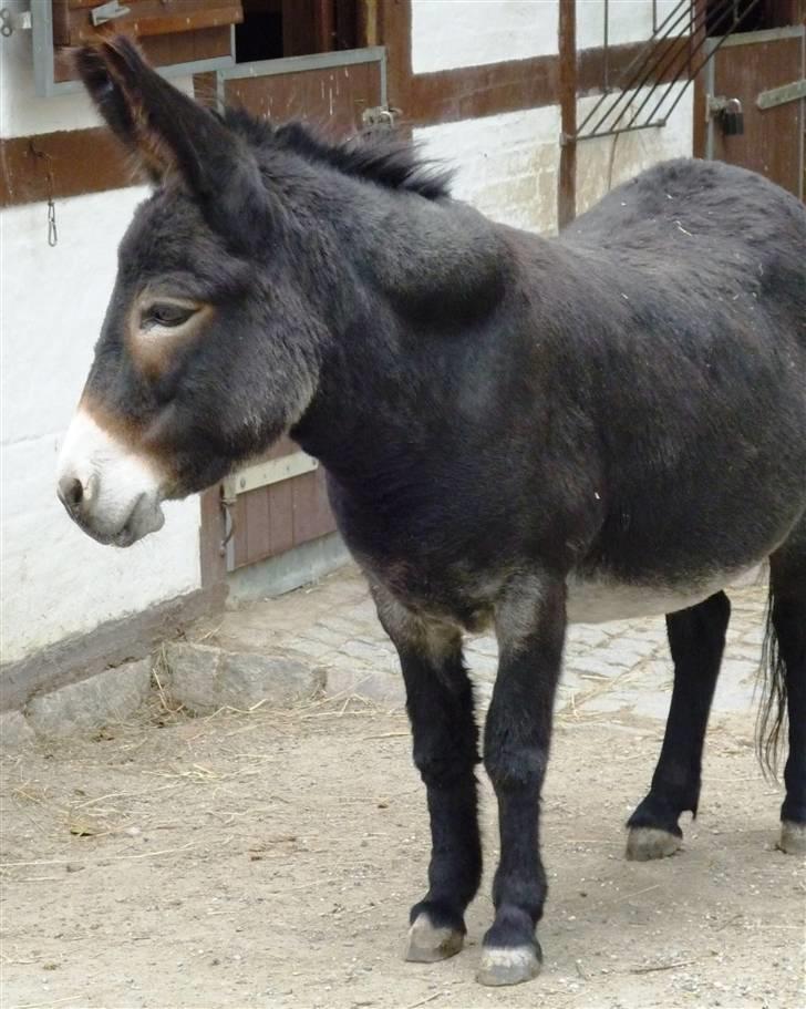 Bag om Odense Zoo - Æsel billede 6