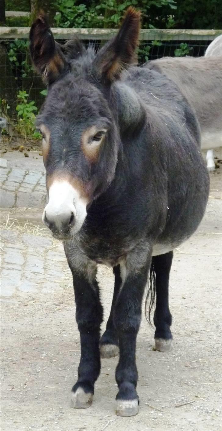 Bag om Odense Zoo - Æsel billede 7