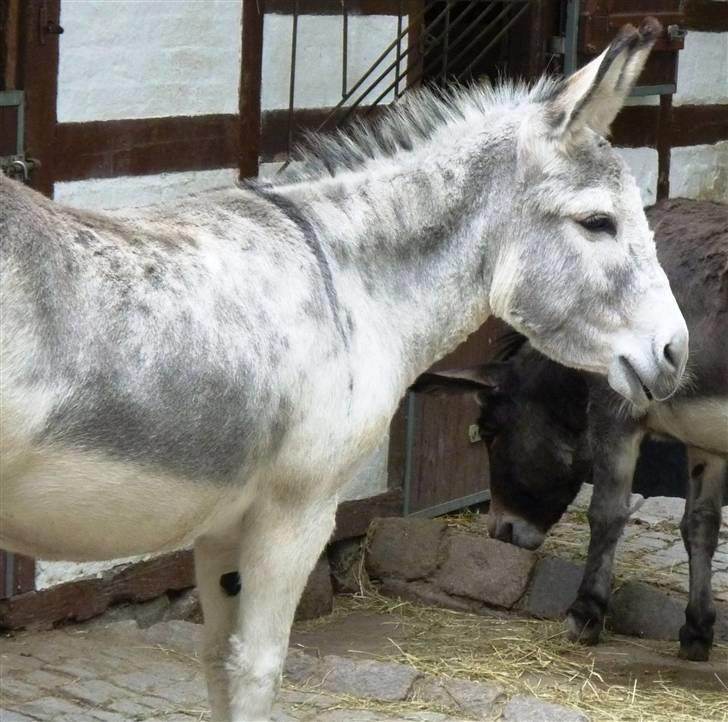 Bag om Odense Zoo - Æsel billede 8