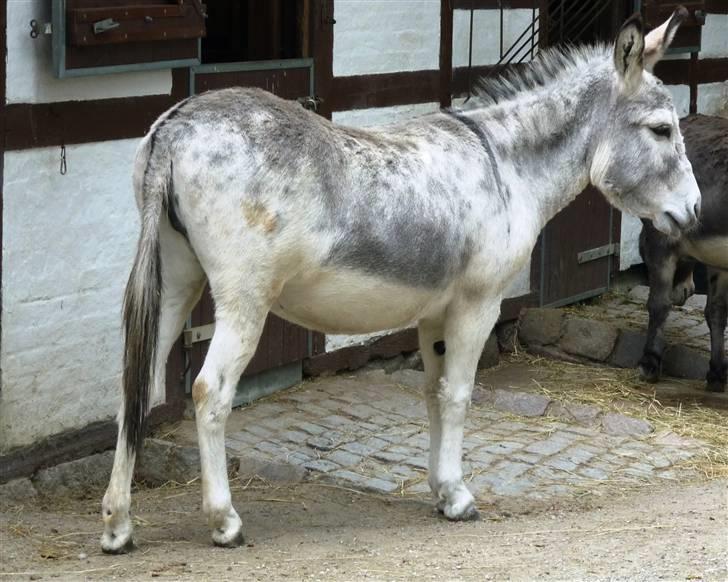 Bag om Odense Zoo - Æsel billede 9