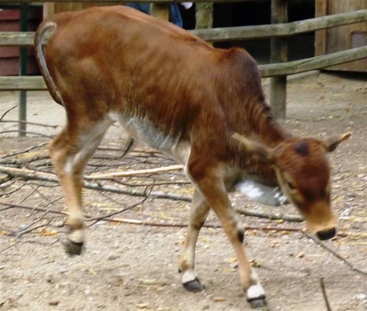 Bag om Odense Zoo - Wuhu... Vild.. Bukker rundt.. Hehe... billede 10