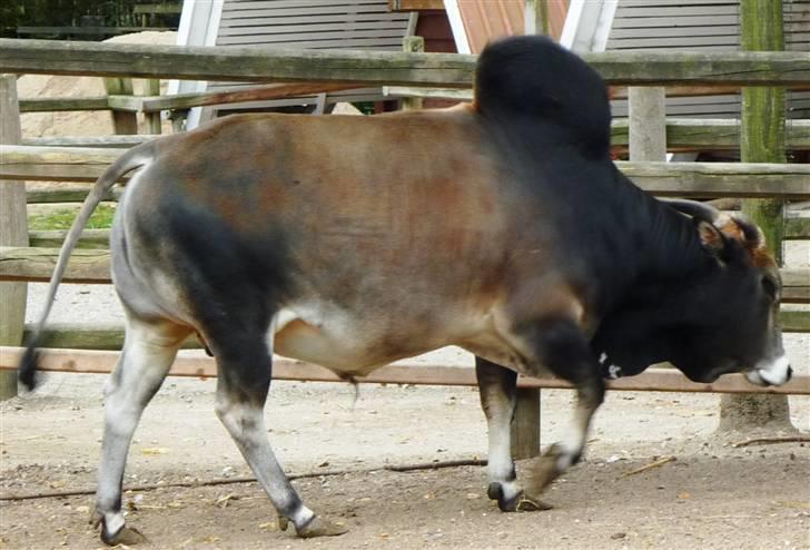 Bag om Odense Zoo - Hjorte-ting far billede 11