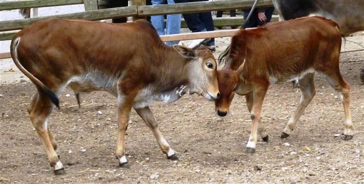 Bag om Odense Zoo - Lege... billede 12