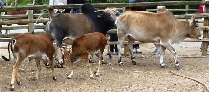 Bag om Odense Zoo - Hele familien billede 13