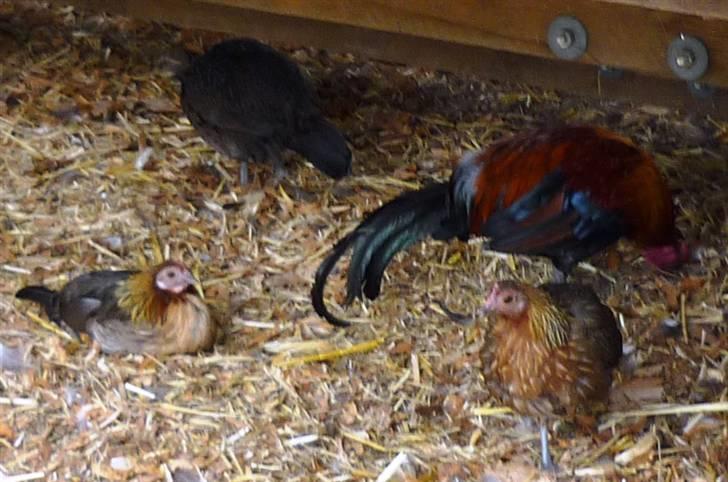 Bag om Odense Zoo - Høns billede 14