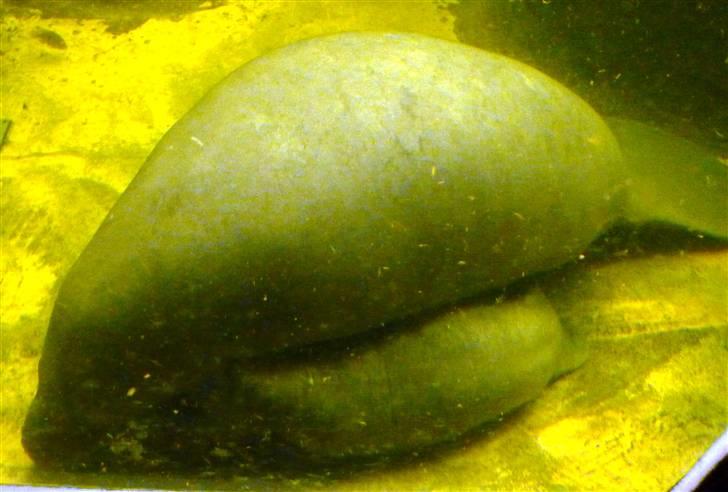 Bag om Odense Zoo - Søko, med sine tvillinger der dier billede 15