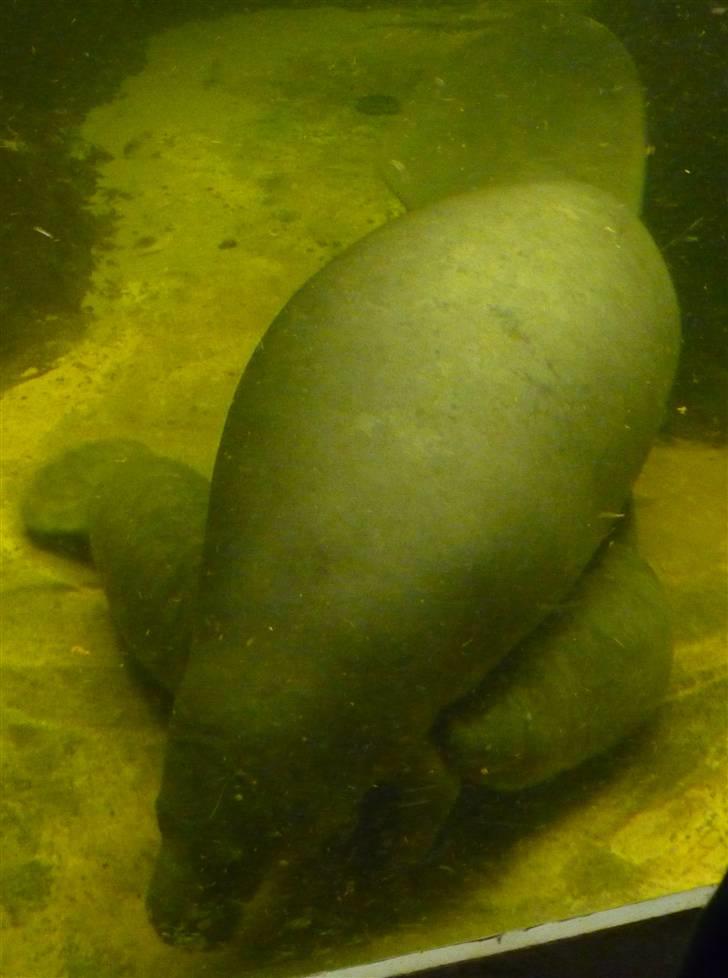 Bag om Odense Zoo - Igen billede 16