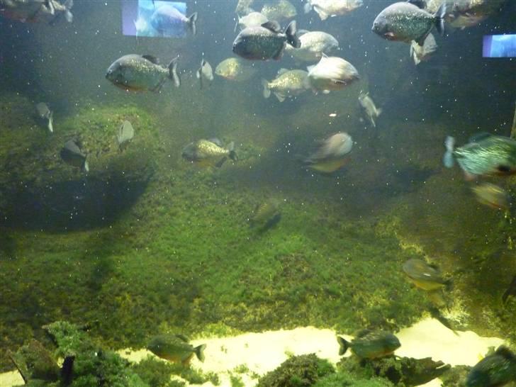 Bag om Odense Zoo - Pirat fisk billede 17