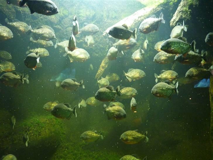 Bag om Odense Zoo - Igen billede 18