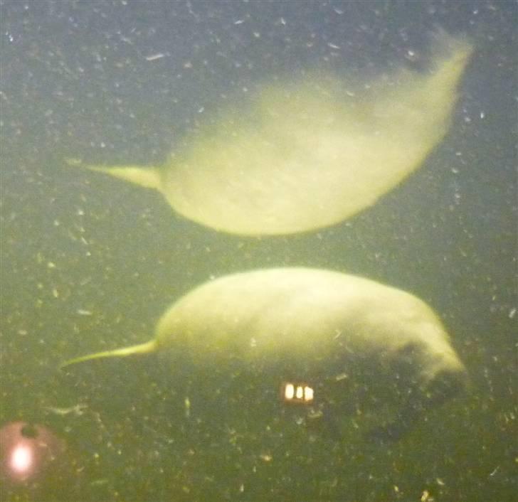 Bag om Odense Zoo - Søko billede 19