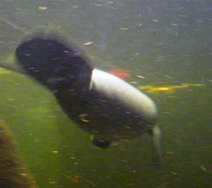 Bag om Odense Zoo billede 20