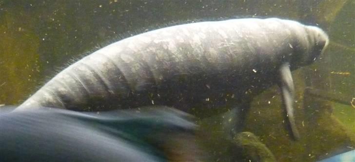 Bag om Odense Zoo billede 21