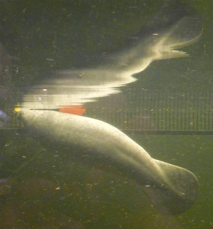 Bag om Odense Zoo billede 23