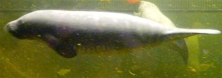 Bag om Odense Zoo billede 24