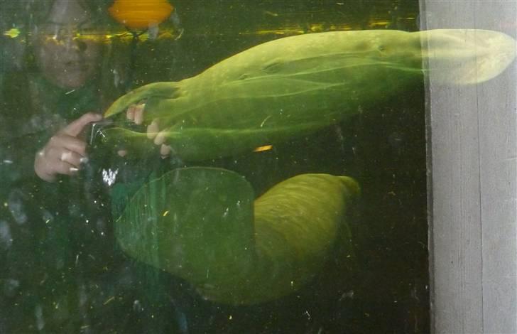 Bag om Odense Zoo billede 25