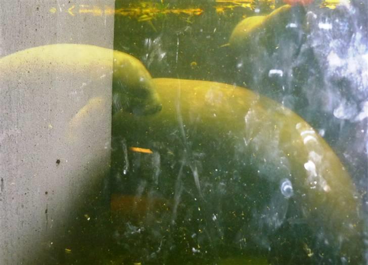 Bag om Odense Zoo billede 26