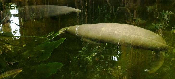 Bag om Odense Zoo billede 27