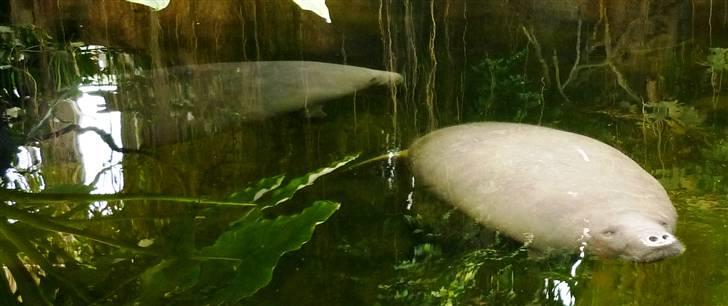 Bag om Odense Zoo billede 28