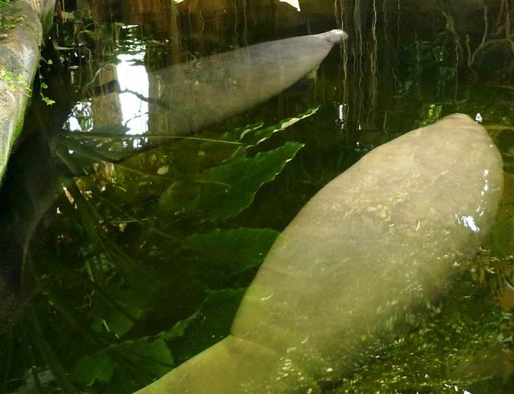 Bag om Odense Zoo billede 29